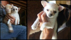 Read more about the article Chihuahua Puppy Meets a Baby Goat