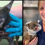 Chihuahua with ‘Scary’ Eye Found on Leicester