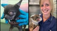 Chihuahua with scary eye injury found on Leicester road