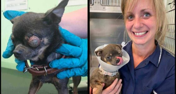 Chihuahua with scary eye injury found on Leicester road