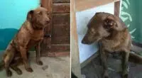 Depressed Dog Was Alone At Shelter For 2 Years And Recognized A Familiar Smell 1
