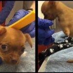 Disabled Chihuahua Dumped By Owner