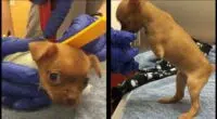 Disabled Chihuahua Dumped By Owner 1