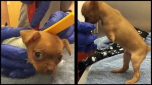 Read more about the article Disabled Chihuahua Dumped By Owner