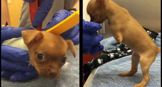 Disabled Chihuahua Dumped By Owner 1