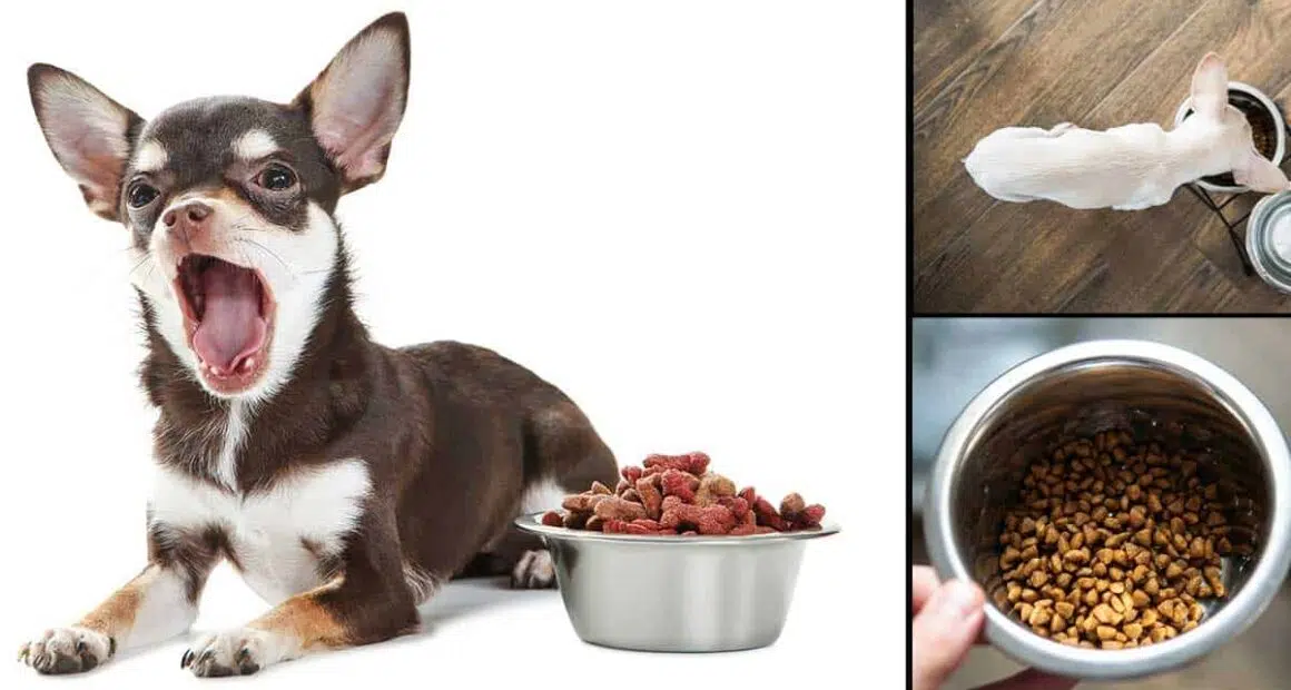 How to store dry dog food and why you should care