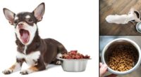 How to store dry dog food and why you should care
