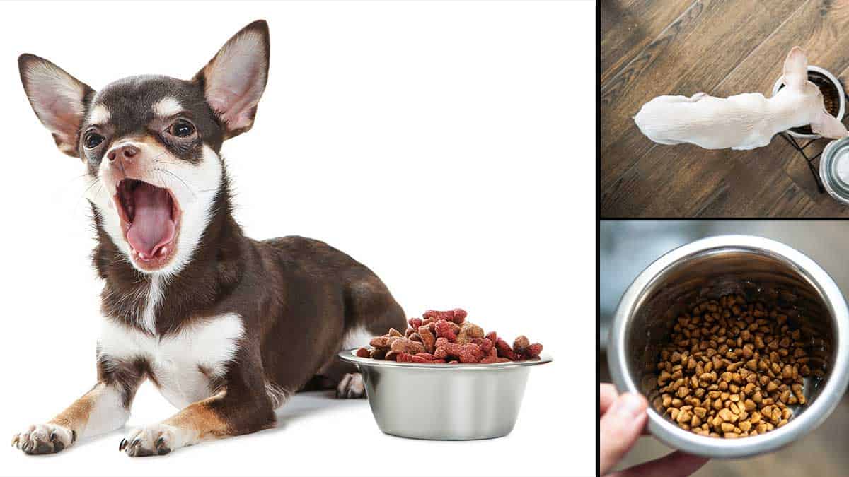 Read more about the article How to Store Dry Dog Food