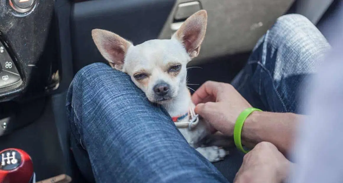 Is a Chihuahua Right For You and Your Family