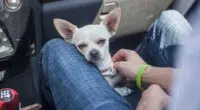 Is a Chihuahua Right For You and Your Family