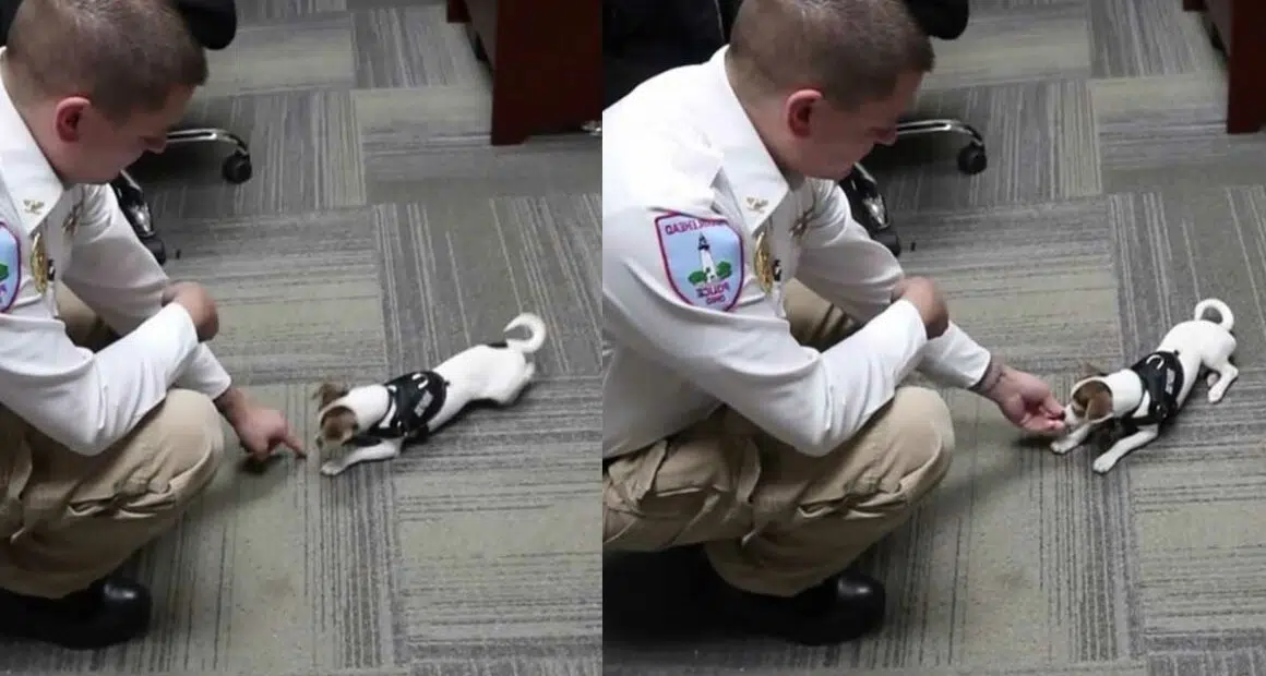 Meet Zorro Tiny Rescue Chihuahua Joins Police Force