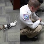 Zorro the Chihuahua Joins Police Force