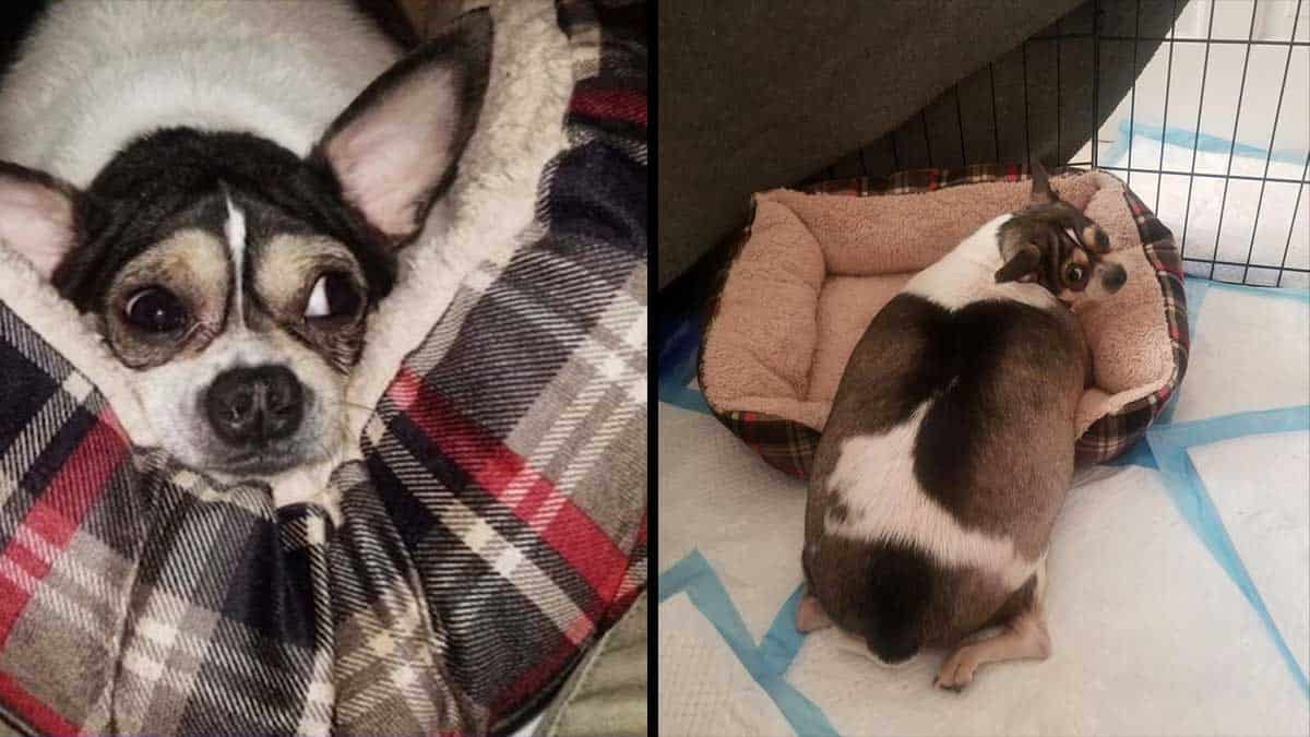 Overweight Chihuahua left in a crate on side of the