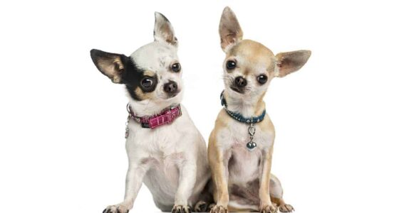 Puppy Socialization and the Sensitive Period When is it and is it important