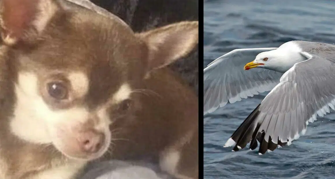 Seagull snatches chihuahua Gizmo from garden