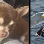 Seagull Snatches Chihuahua from Garden