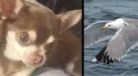 Seagull snatches chihuahua Gizmo from garden