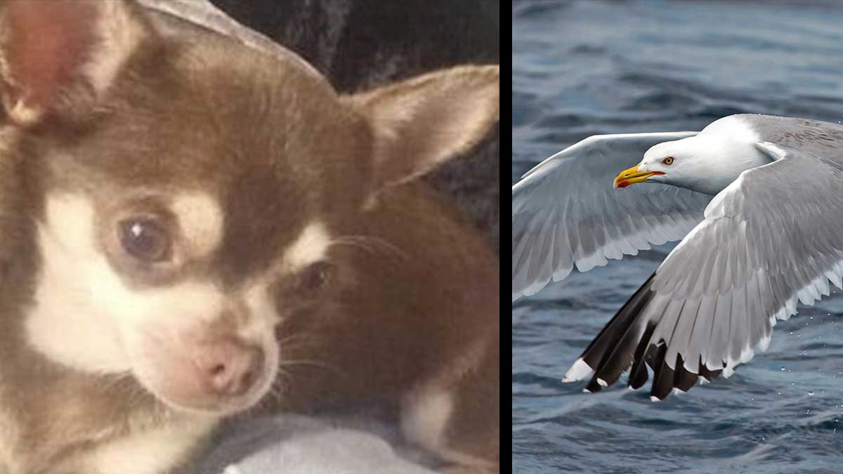 Read more about the article Seagull Snatches Chihuahua from Garden