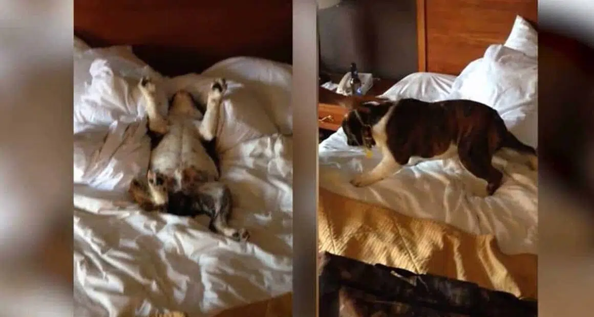 Sleeping Dog Refuses To Wake Up Despite His Owner’s Urges