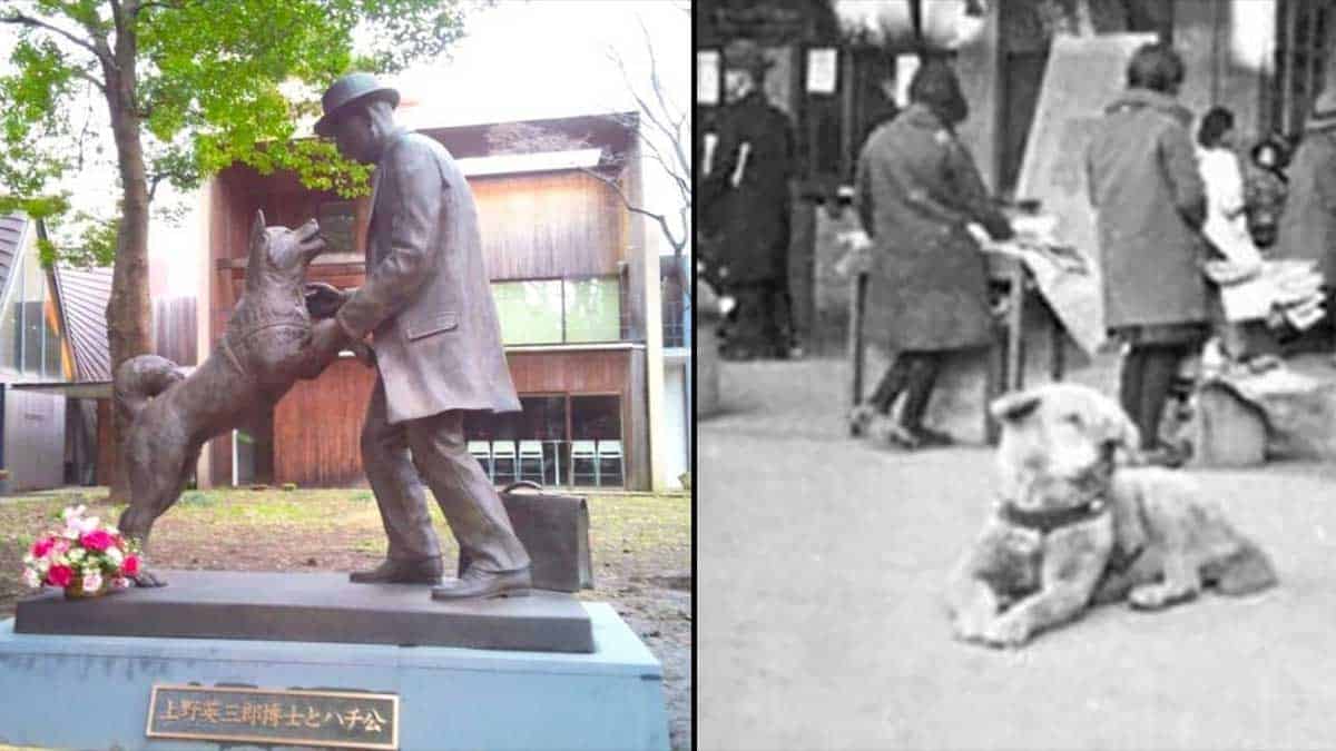 The True Story Of Hachiko, A Loyal Dog That Waited Over 9 Years At The