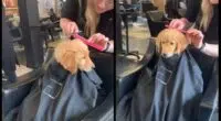 The good puppy went with mom to the barbershop for a haircut