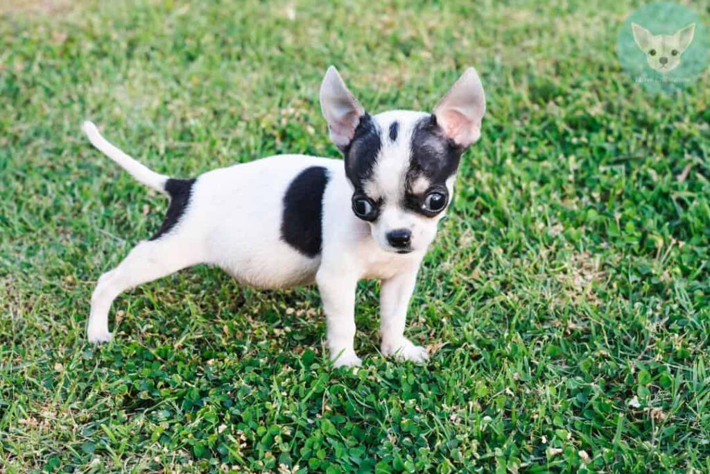 black and white chihuahua