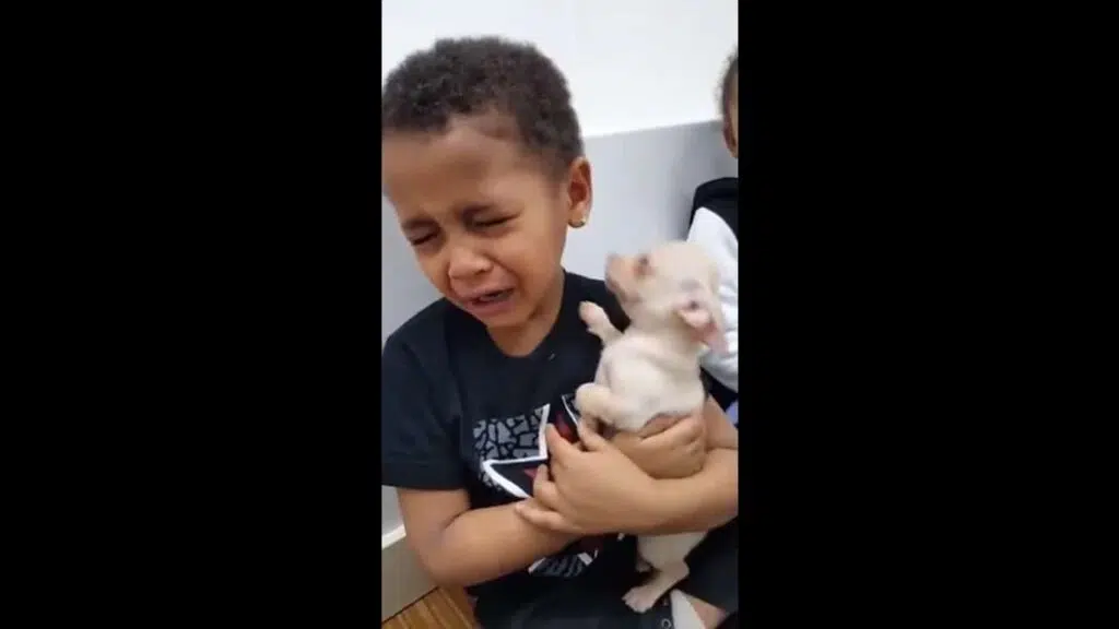 boy crying over chihuahua 1
