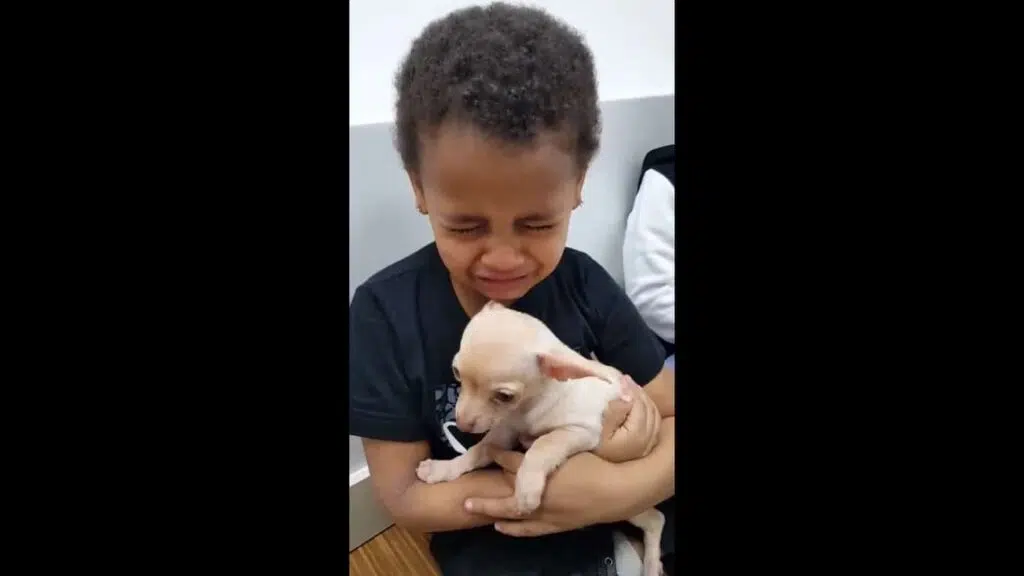 boy crying over chihuahua 2