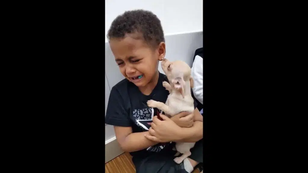 boy crying over chihuahua 3