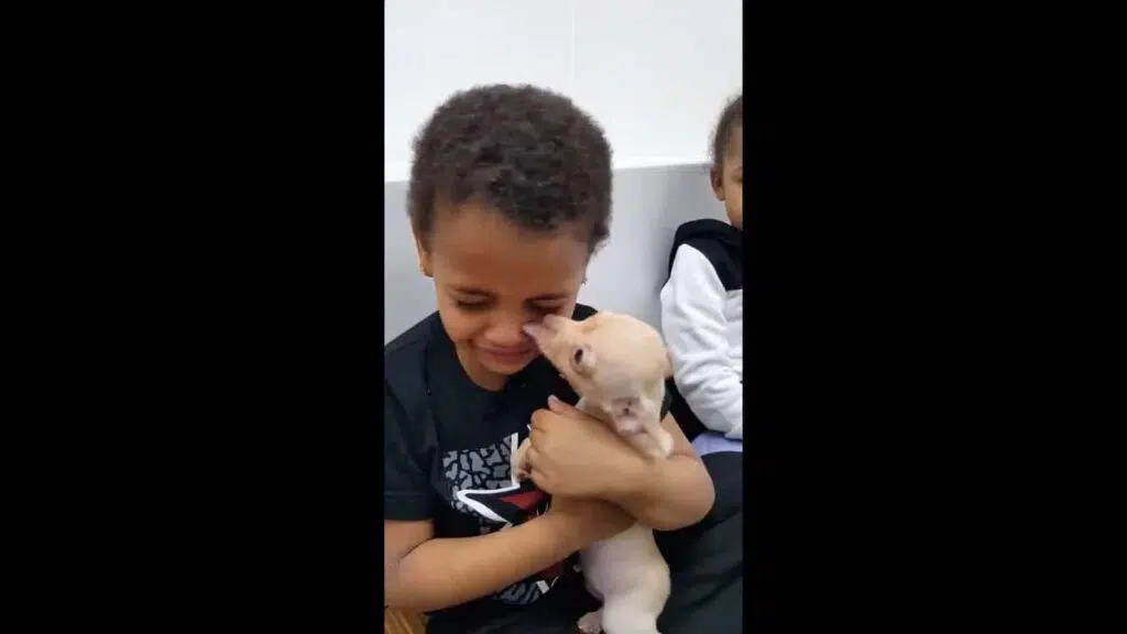 boy crying over chihuahua 4