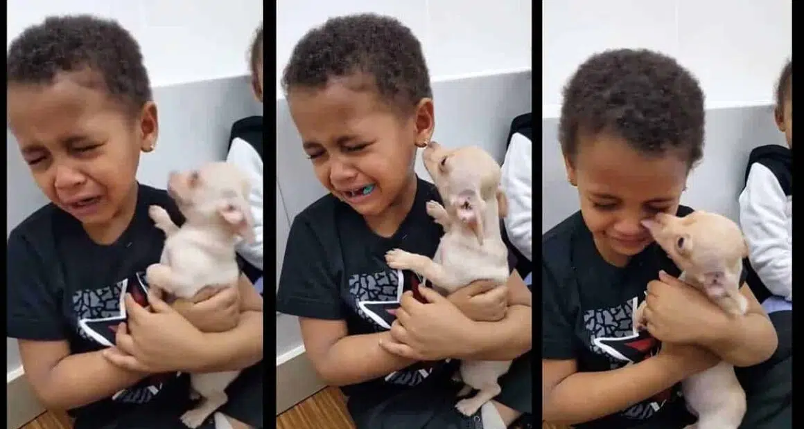 boy crying over chihuahua love