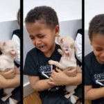 Little Boy Crying About How Cute Chihuahua Is