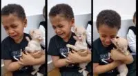 boy crying over chihuahua love