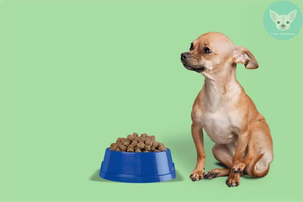 chihuahua dry food bowl