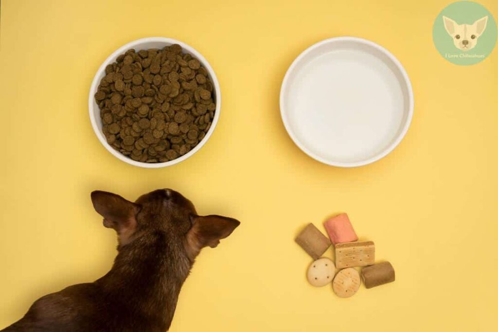 chihuahua dry foods