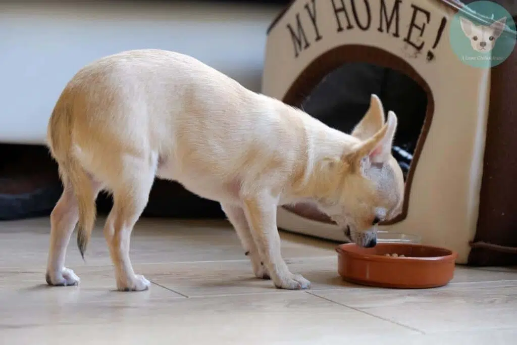 chihuahua eat food