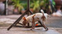 How to Get Rid of the Smell of Dog Urine 2 chihuahua pee outdoor 1
