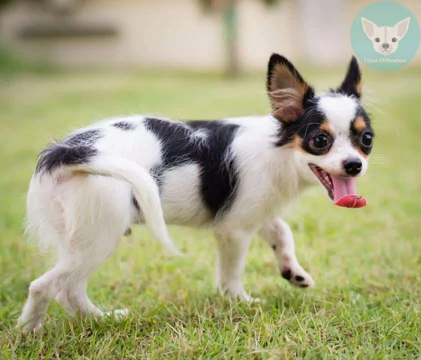 chihuahua tounge