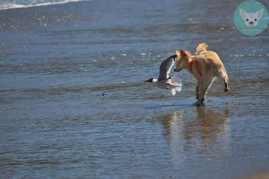 dog chasing seagull