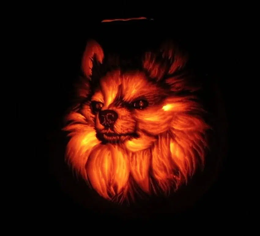 dog dad spends 3 hours carving a dog o lantern that looks exactly like his pomeranian 08