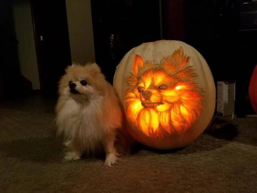 dog dad spends 3 hours carving a dog o lantern that looks exactly like his pomeranian 758x397 2