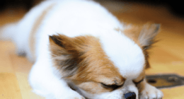 Leaving Your Chihuahua Home Alone - Chihuacorner.com