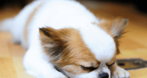 Leaving Your Chihuahua Home Alone - Chihuacorner.com
