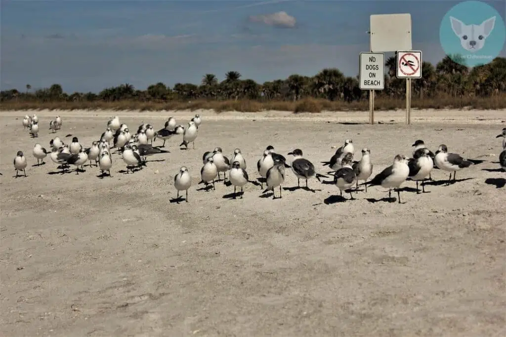 pack of seagull