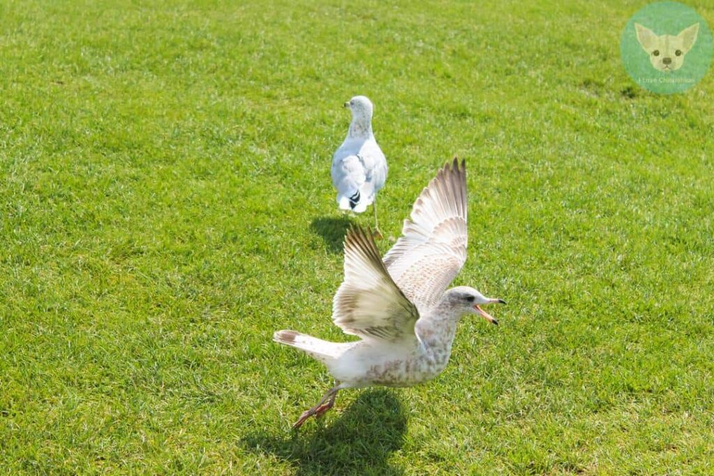 seagull on green land