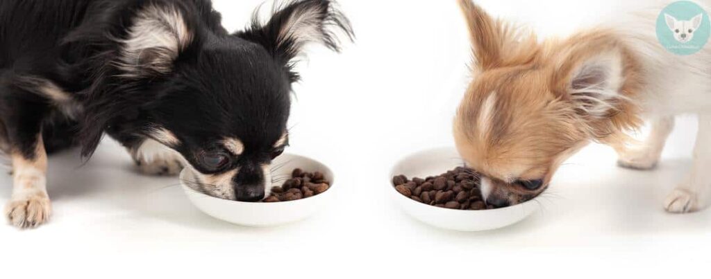 chihuahuas eat food 