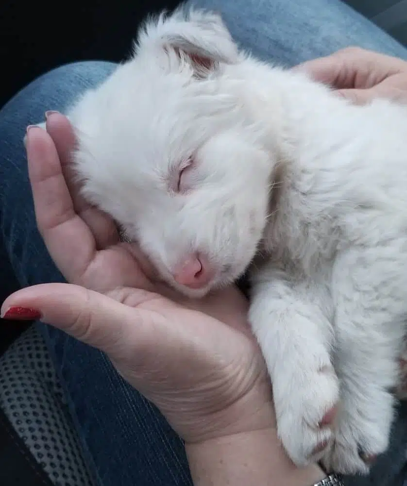 white color disabled puppy blind and deaf