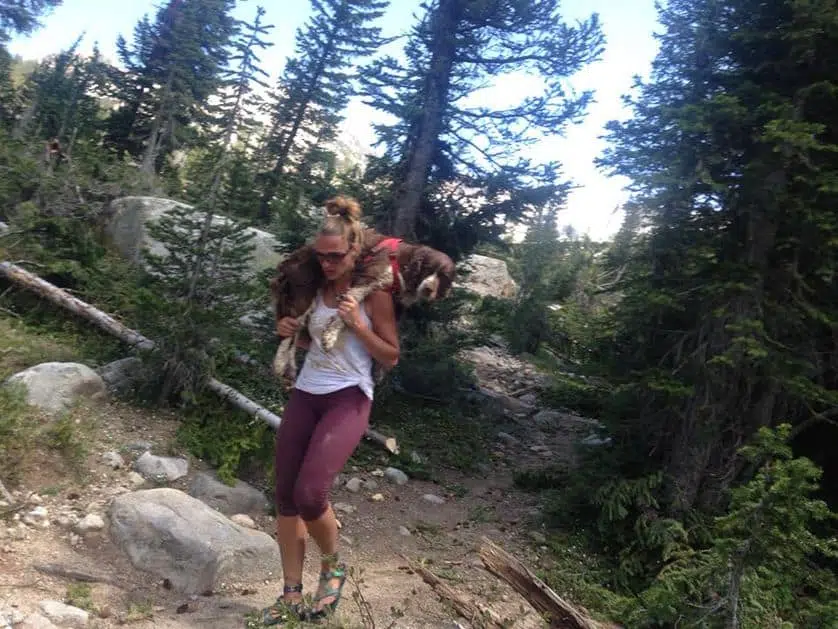 Hero hiker carries hurt dog down a mountain