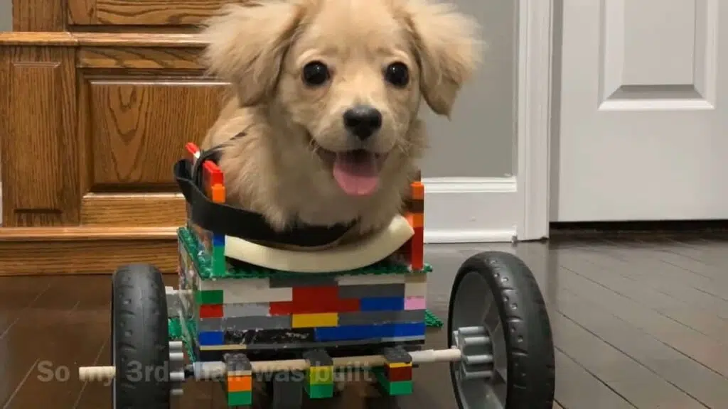 Amazing Gracie Intro 12 year old builds LEGO wheelchair for 2 legged puppy.mp4 snapshot 03.13.576
