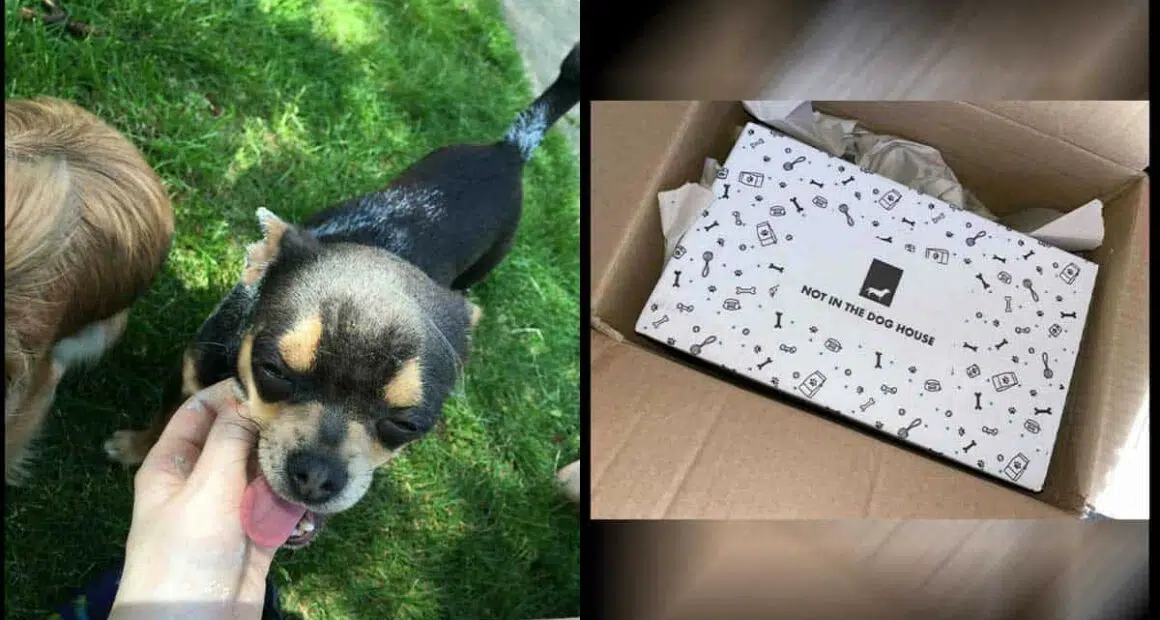 Amazon driver fired after kicking customer’s tiny cute chihuahua